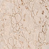 Gold Tissue Thread-Embroidered Sherwani
